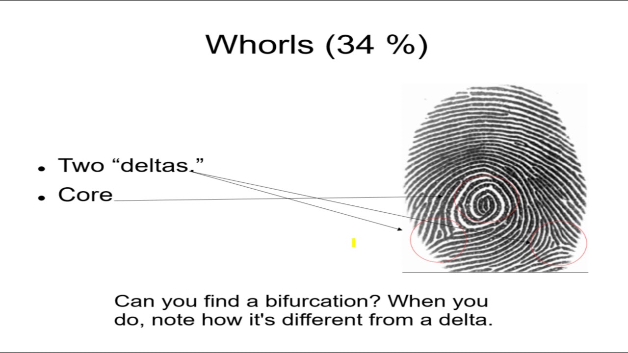 Forensics 6, Fingerprints 2 Loops, Whorls, Arches, Minutiae
