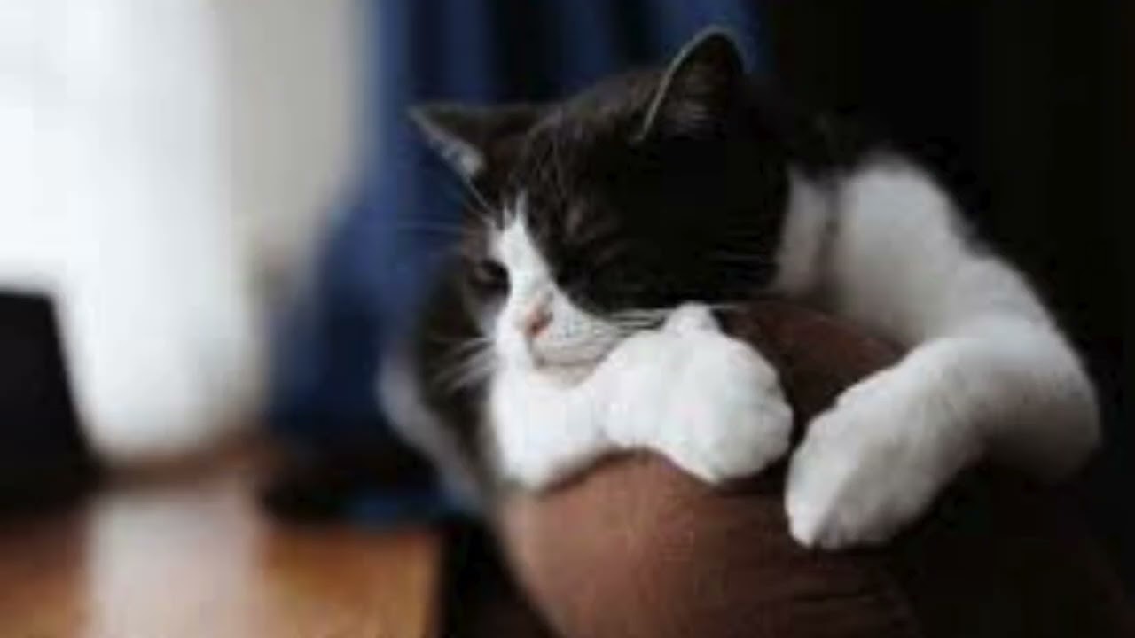 Calming Cat Music for Sleep 😴 Peaceful Sounds for Relaxed Cats