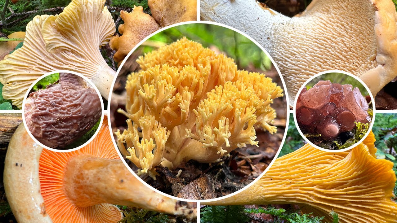 Pfifferlinge & Gebirgskorallen im Bergwald | Pilz sammeln im August | Schweinsohr & Buchenkreisling