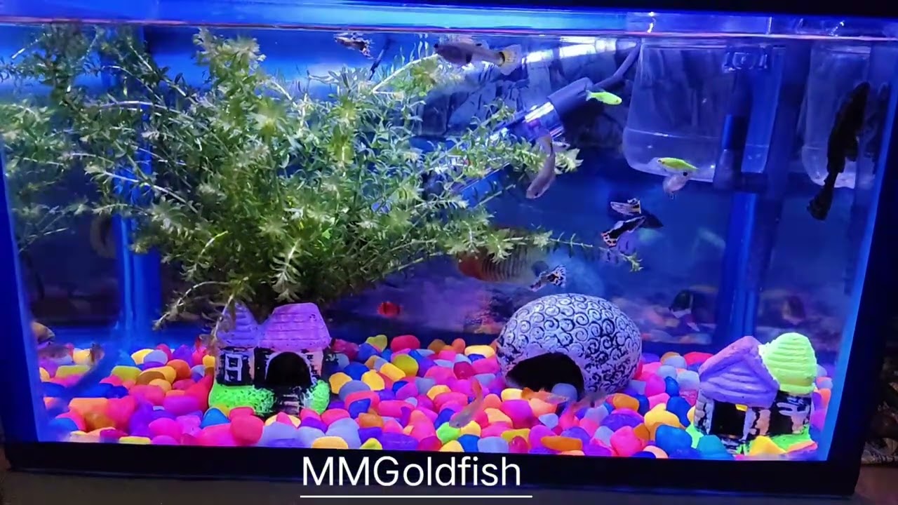 Guppy fish 🐠 aquarium setup ❤️