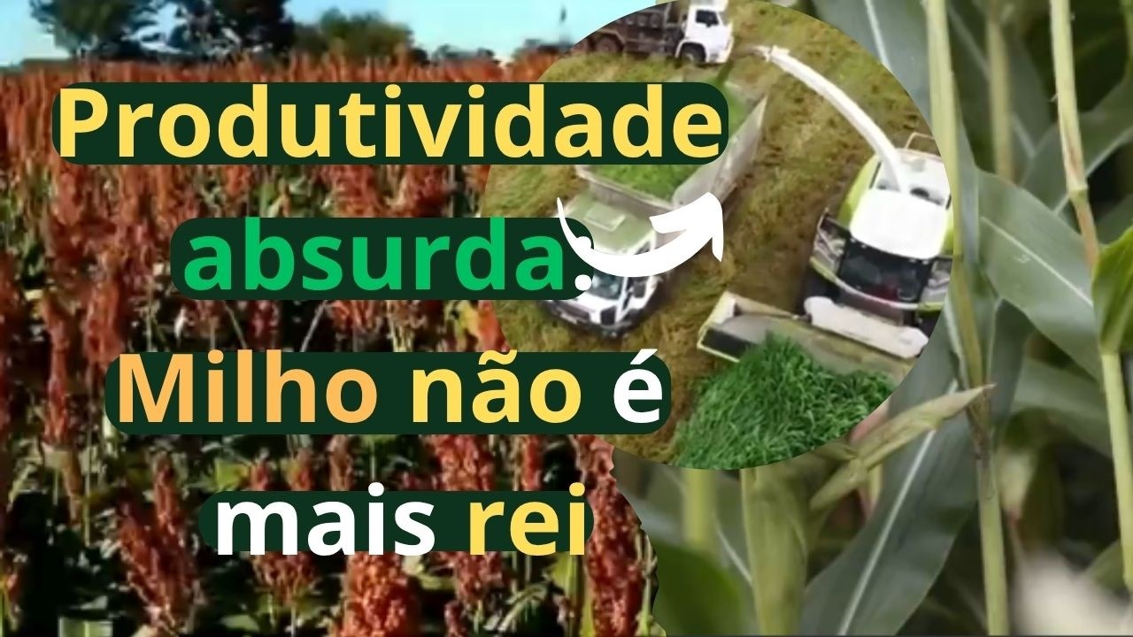 As 15 silagens mais produtivas do Brasil (e o milho ficou para trás!)