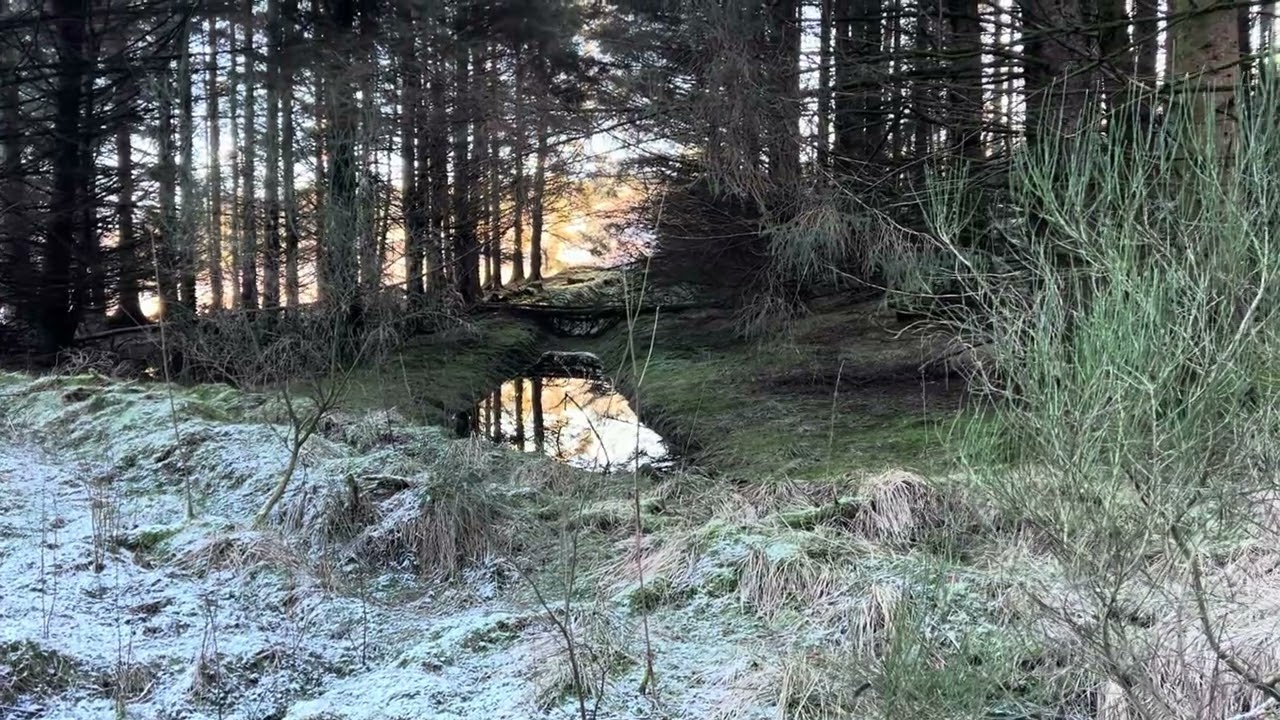 Scotland- glendevon woodland trail walk 🏴󠁧󠁢󠁳󠁣󠁴󠁿 4k satisfying #fyp #scotland #glendevon #walk #woods
