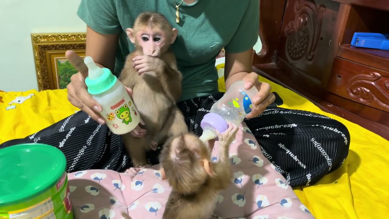 Baby monkey Miker #monkey #monkeybaby #monkeys #monkeyvideo #monkeydluffy #monkeylove #monkeyking