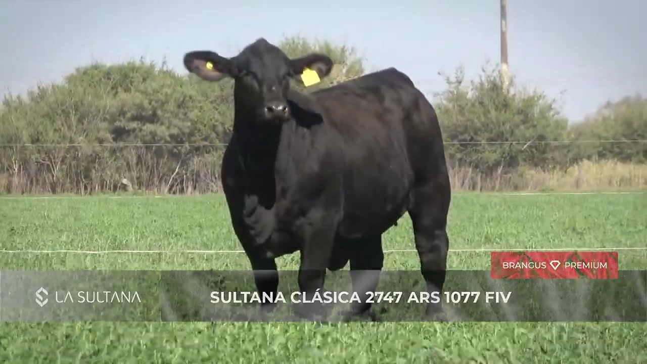 SULTANA CLÁSICA 2747 ARS 1077 FIV