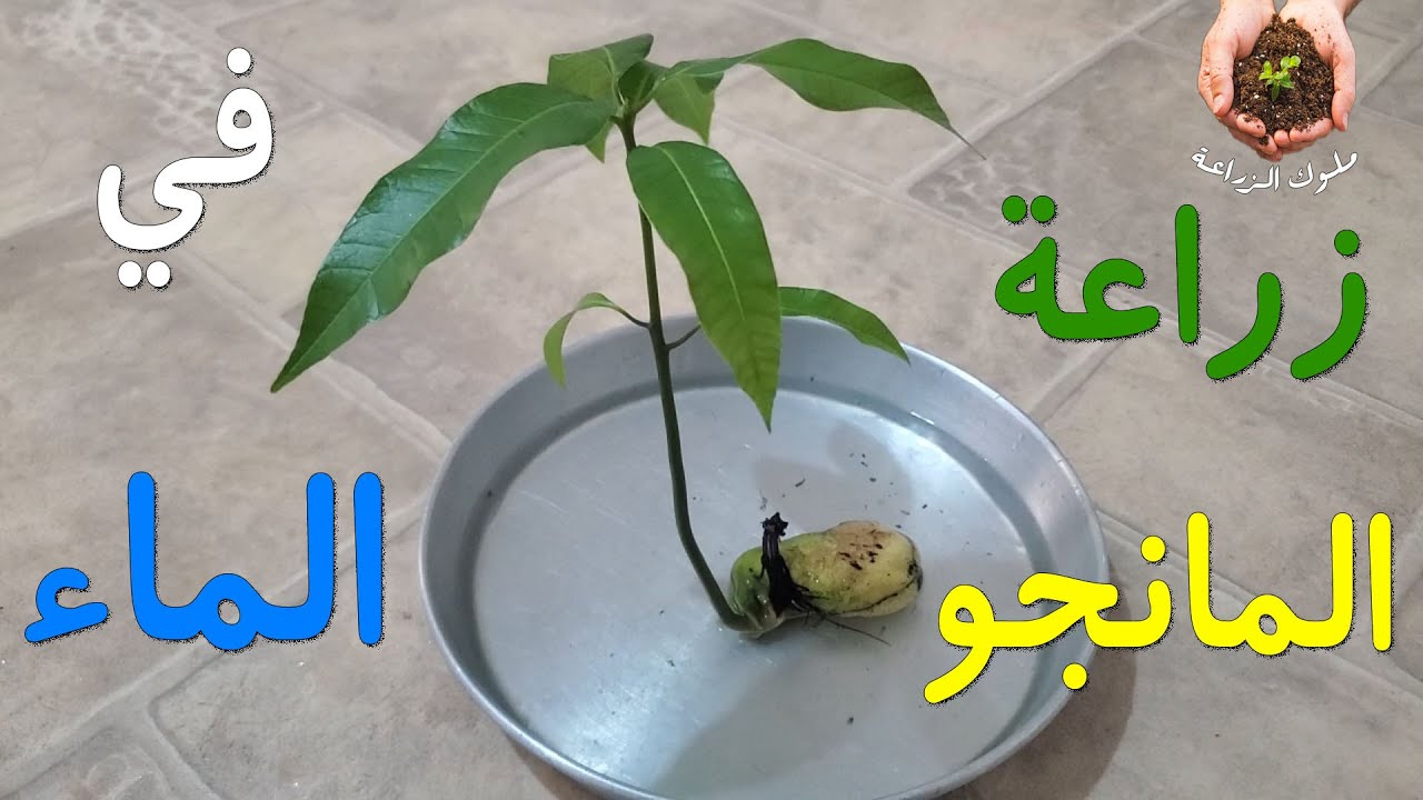 زراعة بذور المانجو في الماء بطريقة ممتعة جدا