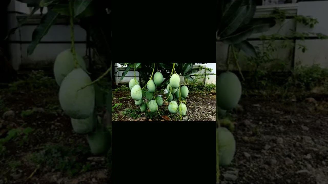 Kenali Pewarna Alami dari Alam