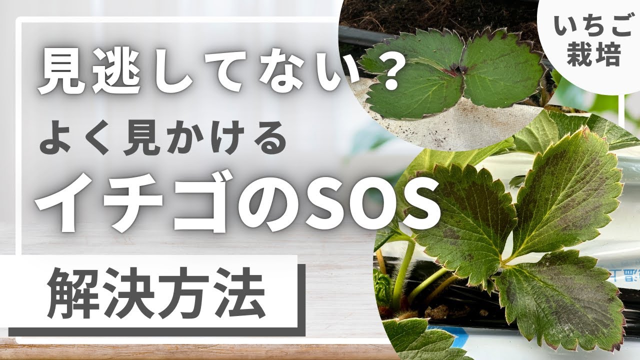 この症状があったら要注意！イチゴ農家さんに知ってほしい解決方法