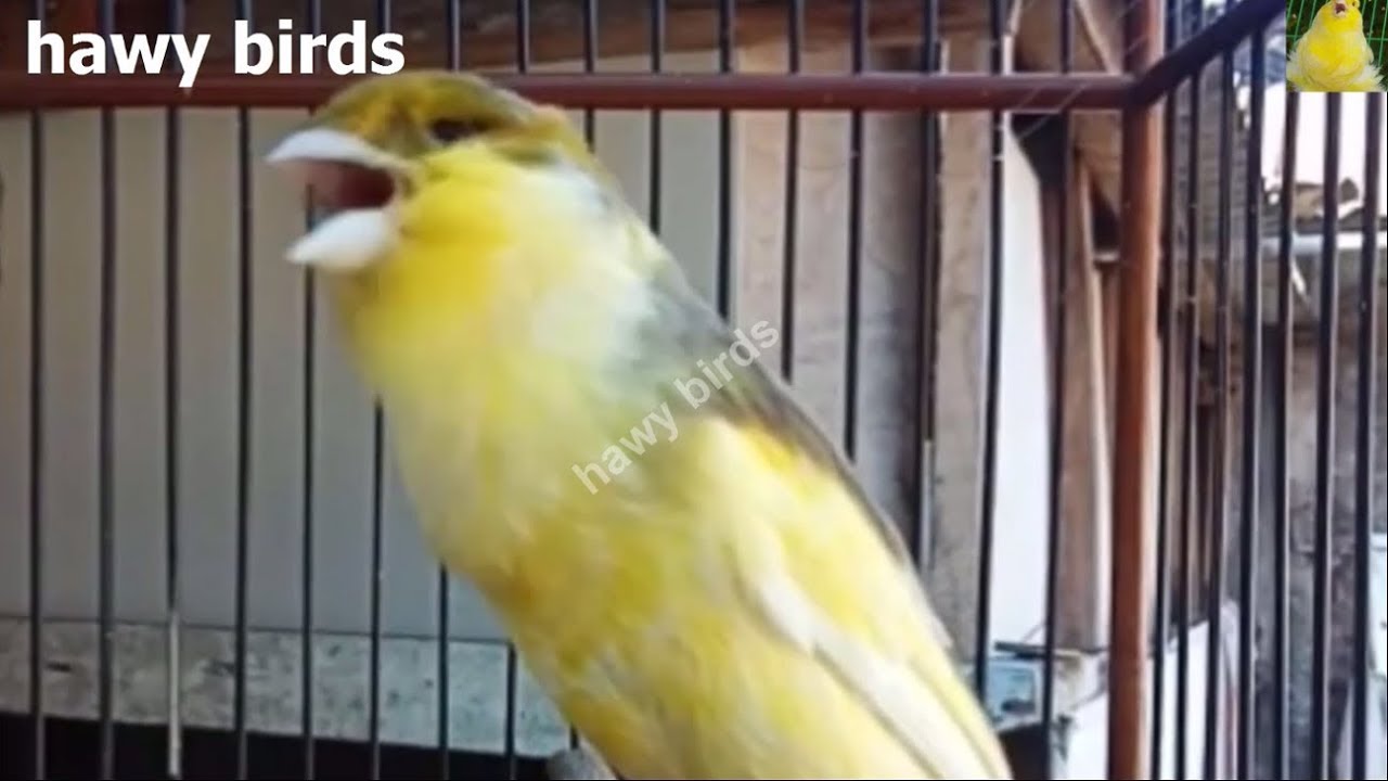 كناري يغرد بصوت حامي لتحفيز الأنثي لتزاوج