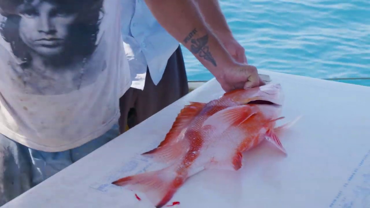 Seafood Escape with ET: Queensland Reef Fish , S1E2, Fishing Clip #1