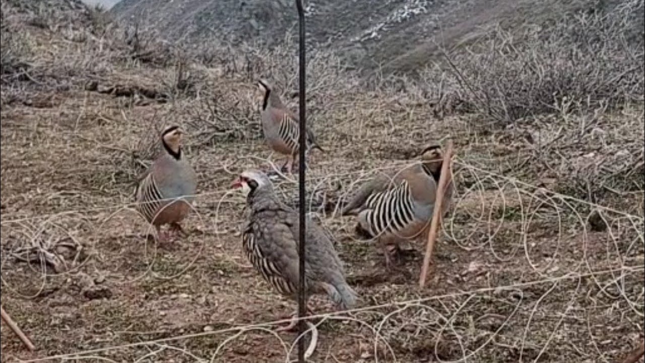 Hunting for chukar keklik avi oxota na kurapatka шикори кабг 
