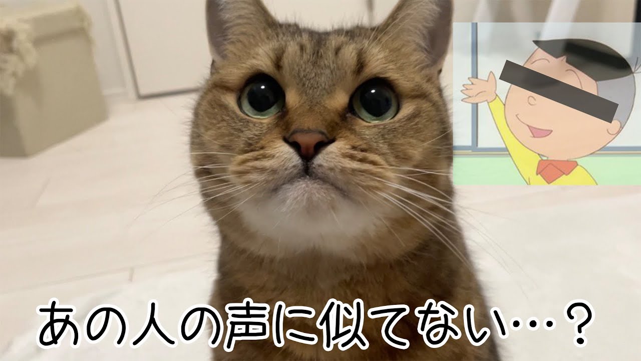 あの国民的アニメに出てくるキャラクターの声真似をする猫