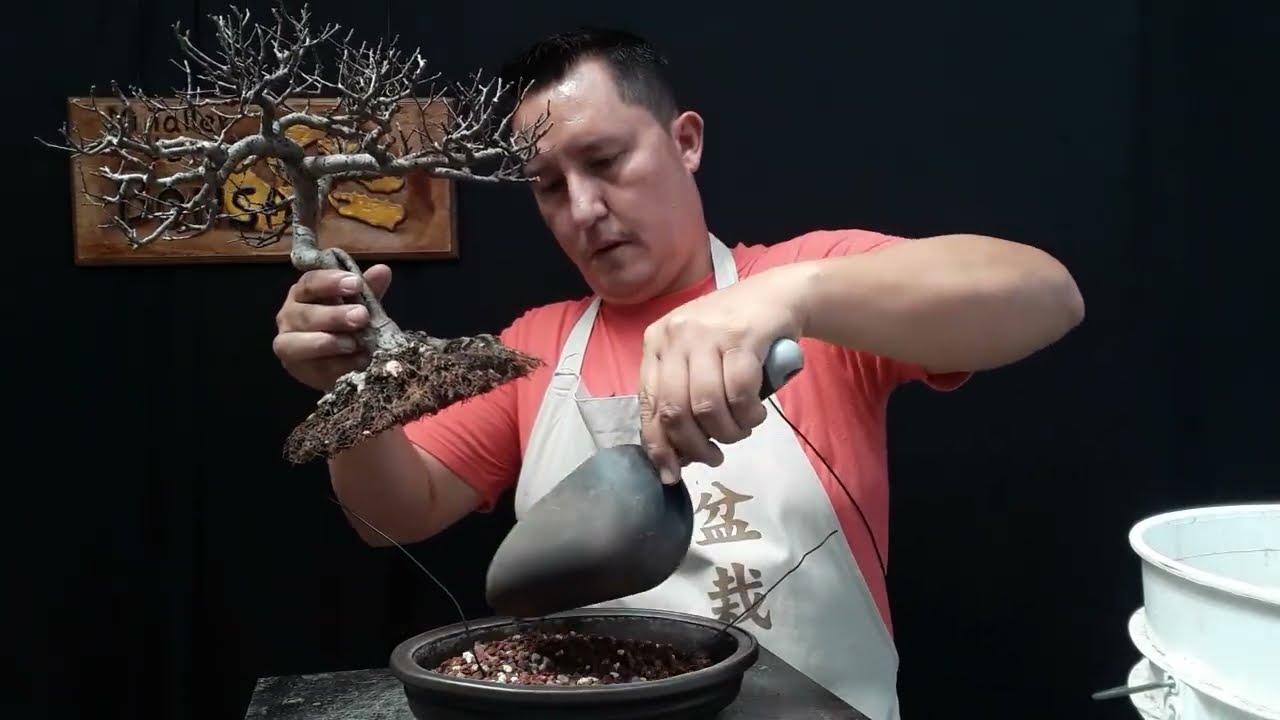 Trasplante de un olmo CASI terminado