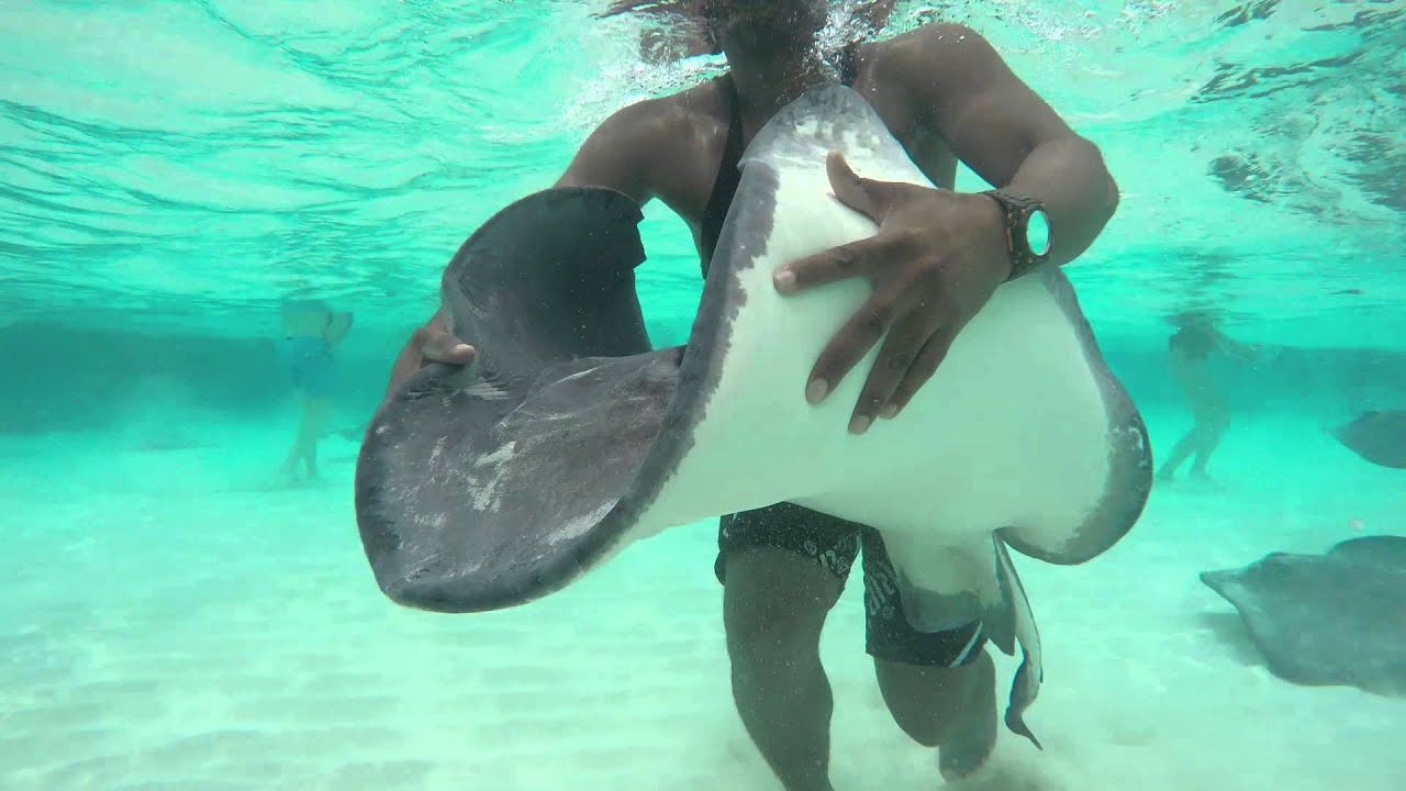 Welcome to Stingray City