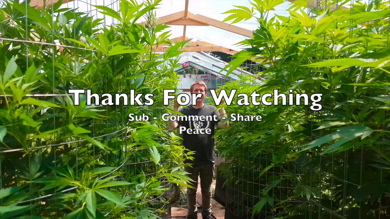 Outdoor Organic Cannabis Grow 2017 EP3