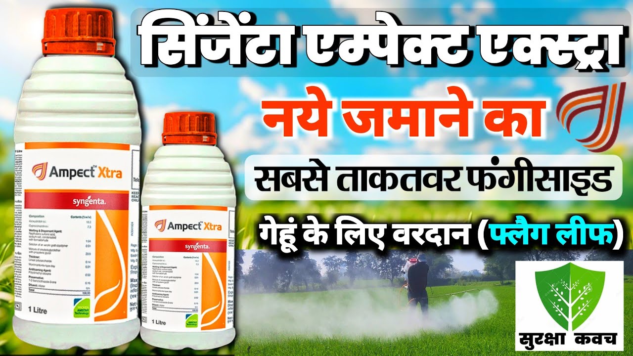Syngnta Ampect Xtra fungicide🌾Gehu ke liye damdaar fungicide🌱गेहूं के लिए बेस्ट फंगीसाइड🌾flag leaf