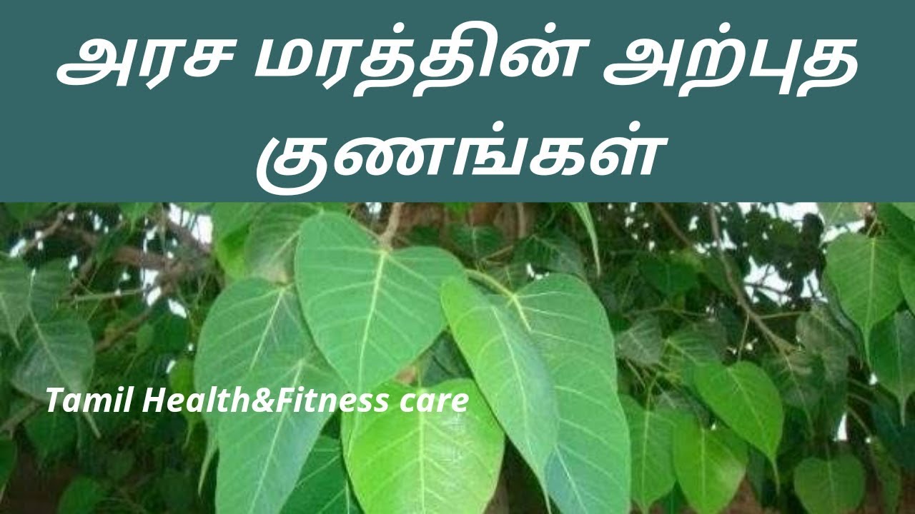 அரச மரத்தின் அற்புத குணங்கள்|arasa maram benifits in tamil
