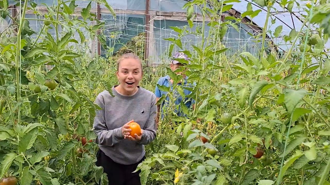  З Надійкою до дядька Помомідора,там🍅🍅🍅 море💙💛Бізнес в селі на буряні‼️Бройлер для Огородника ‼️