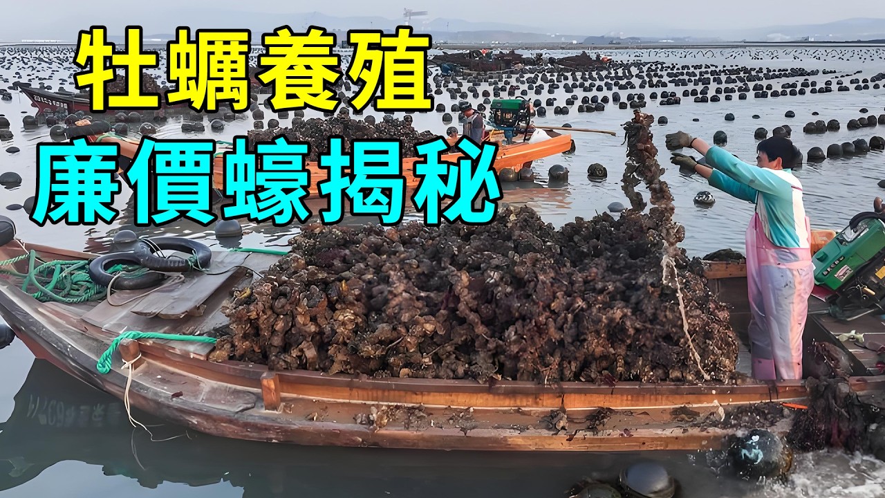 為什麼生蠔越來越便宜？養殖過程告訴你答案