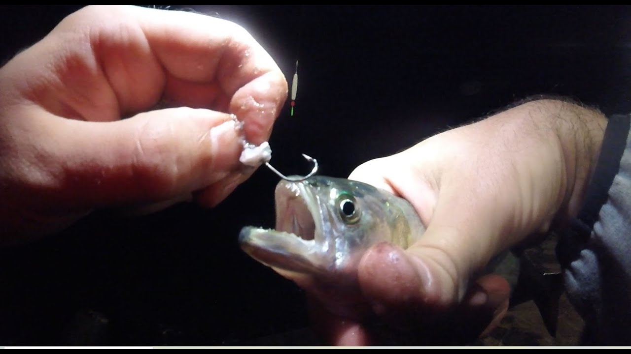 Чернокоп На Ваглер / Bluefish on a float
