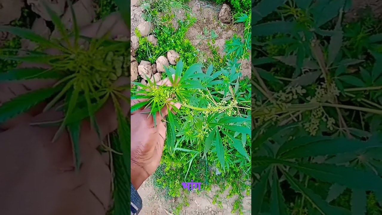 Bhangara plant#bhang plant#bhangdi.
