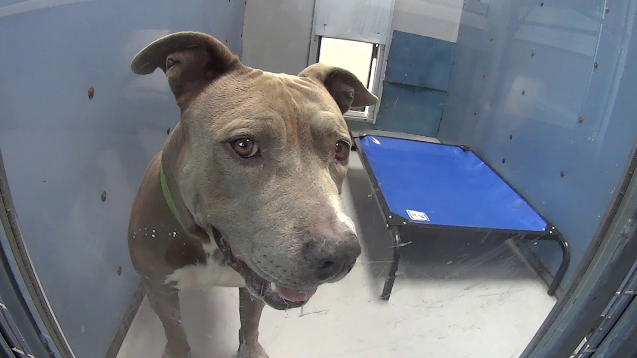 Tour of the Las Vegas Adoption Dog Pound, Walk Through Animal Foundation
