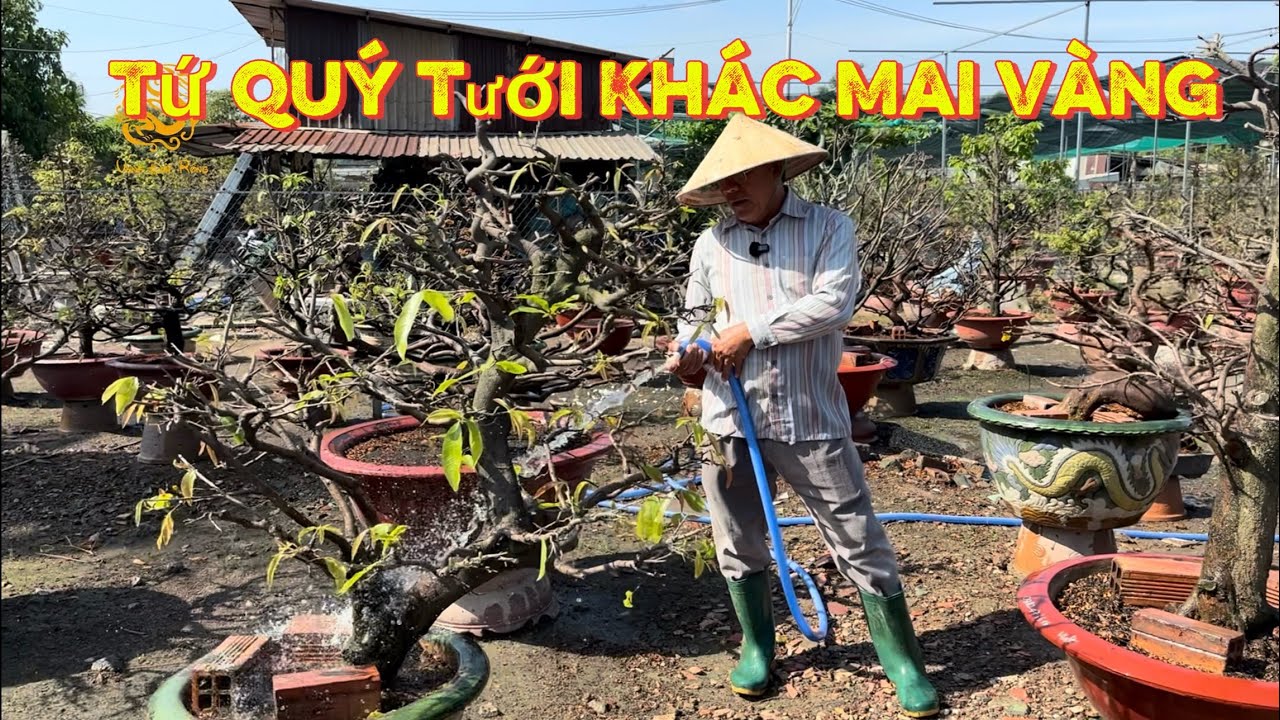 💥Anh Út Đực chia sẽ cách tưới Mai nói rỏ khác nhau giữa tưới Mai Tứ Quý & Mai Vàng|Vùng Đất Rồng 