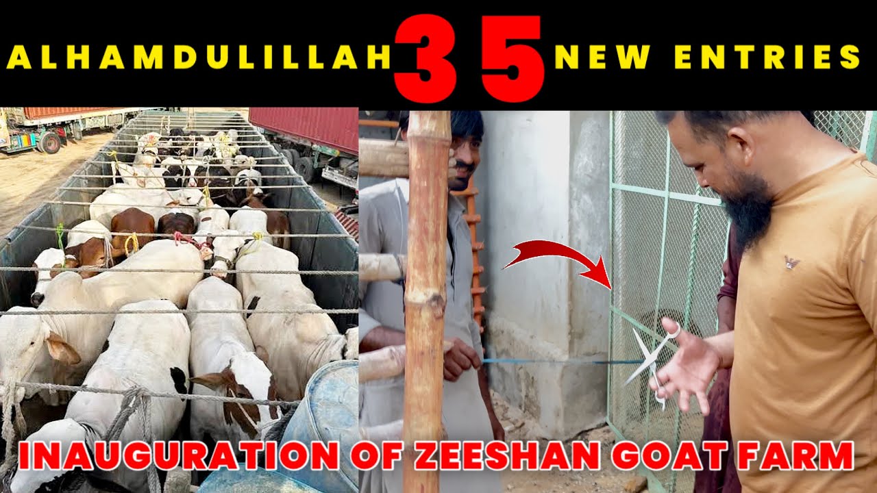 35 New Entries Alhamdulillah & Zeeshan Goat Farm Inauguration 🥰😍