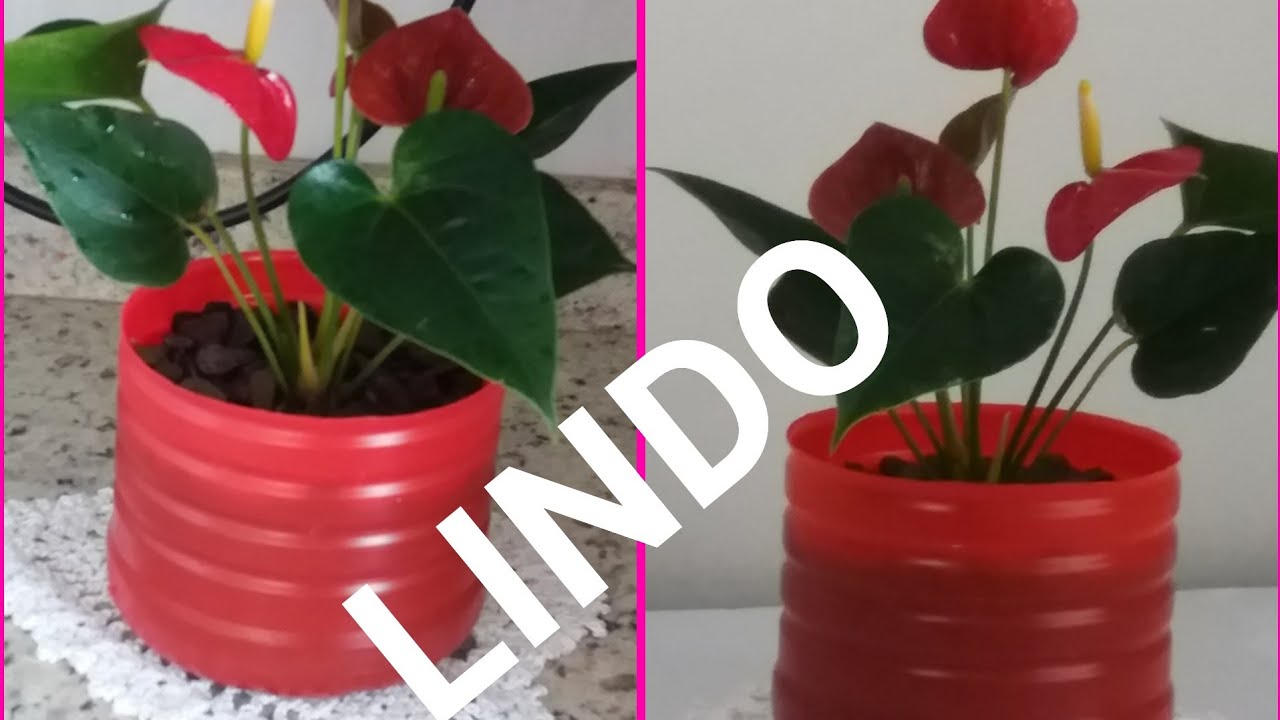 Como plantar anturio na água.  ANTURIO. Leia a descrição.