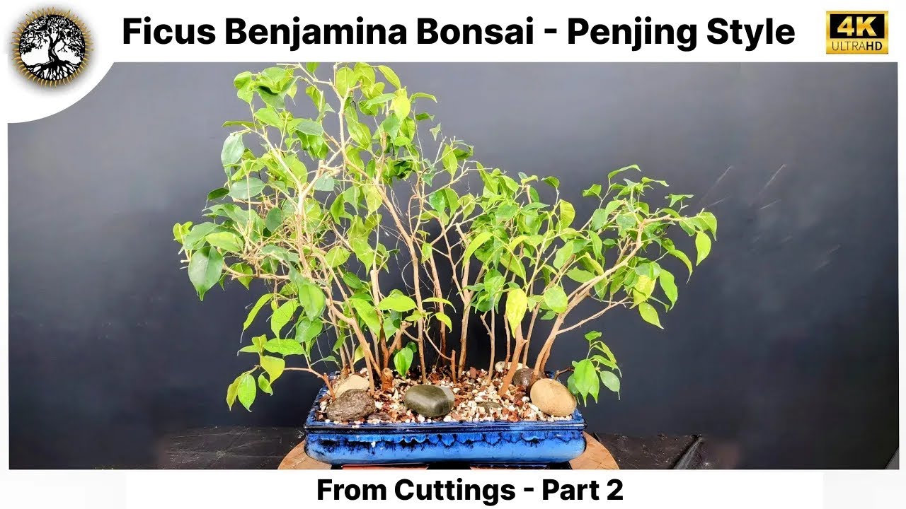 Ficus Benjamina Bonsai - Penjing Style