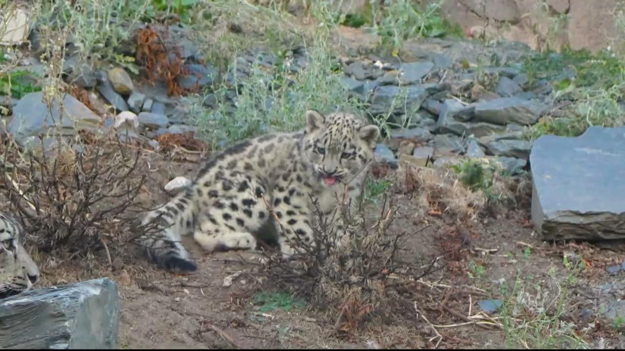 SNOW LEOPARDS at Chester Zoo