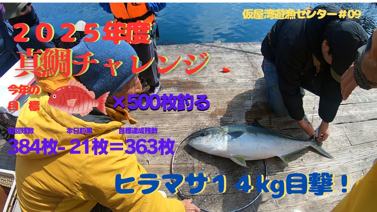 2025年   第９回釣行　仮屋湾遊漁センター　ヒラマサ14kgが釣れたのを目撃しました！