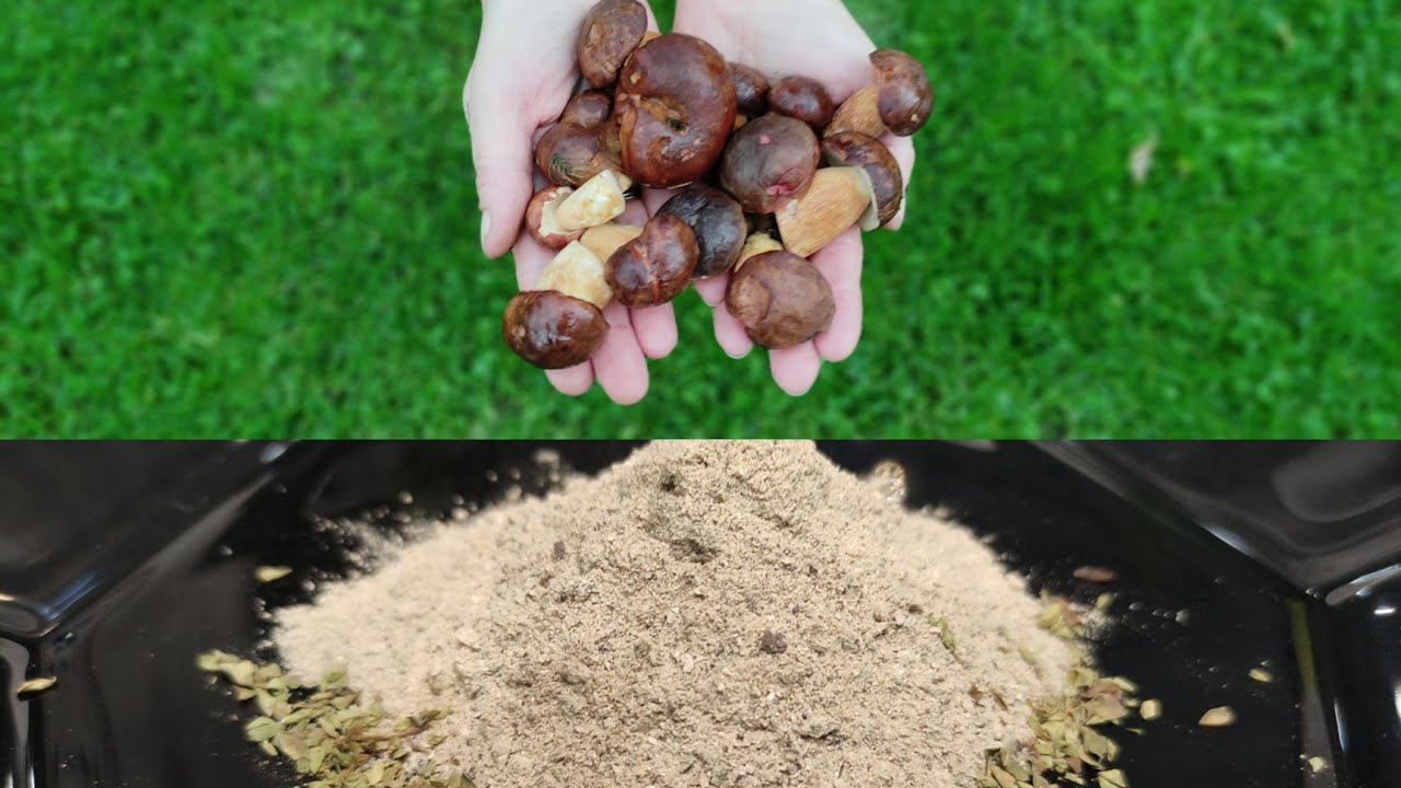 PILZE /Pilzgew&uuml;rz selber machen/Schnell und einfach