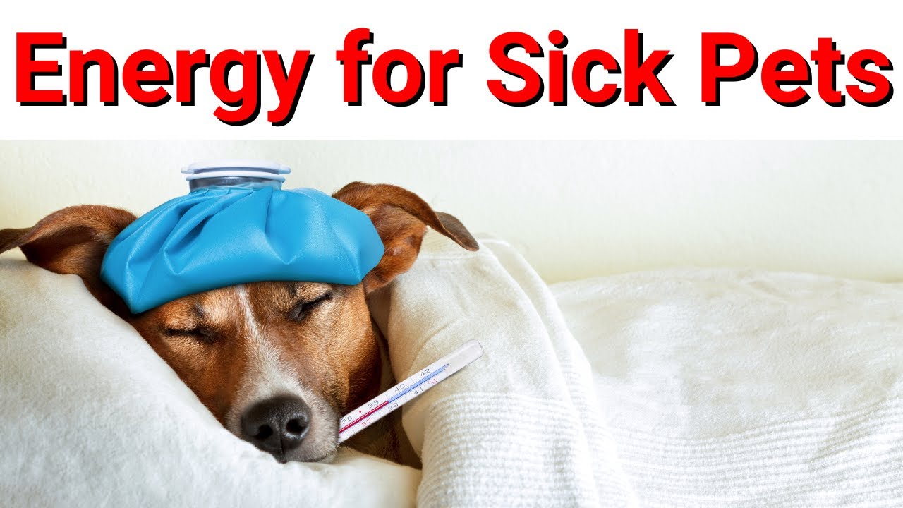 Reiki for Sick Pets/Animals 💮