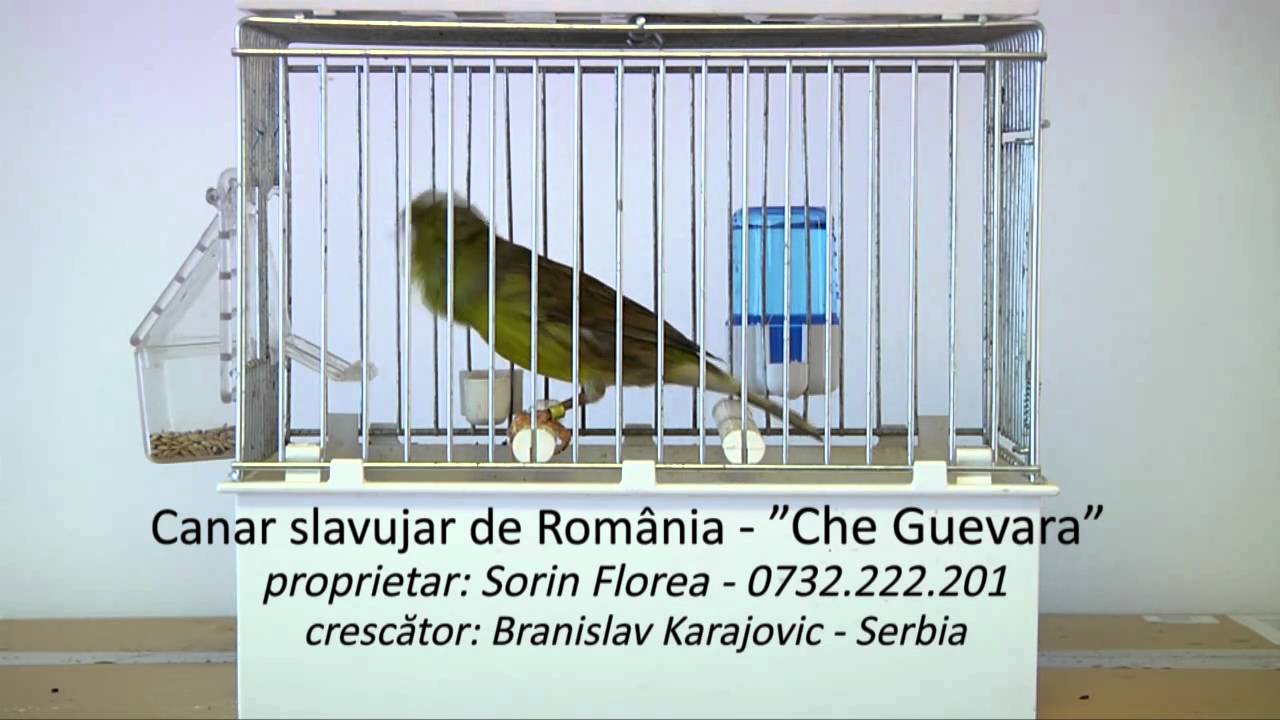 Canar slavujar de Romania - "Che Guevara"
