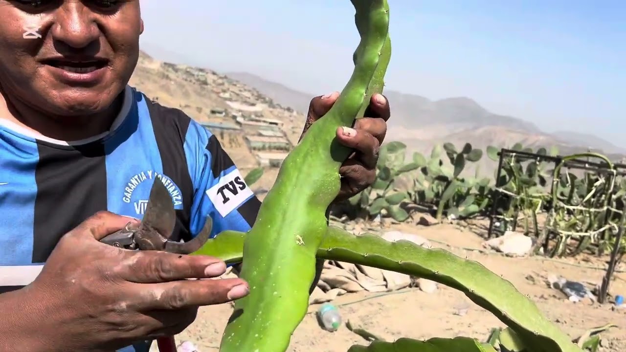 PITAHAYA JINDU 1 (increíble propagación por acodo aéreo)
