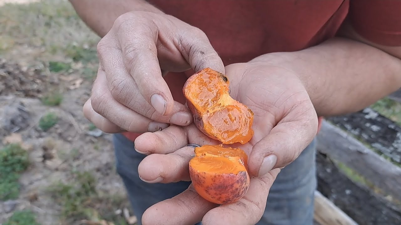 JT-02 / Mikkusu Hybrid Persimmon First Impression Taste Test