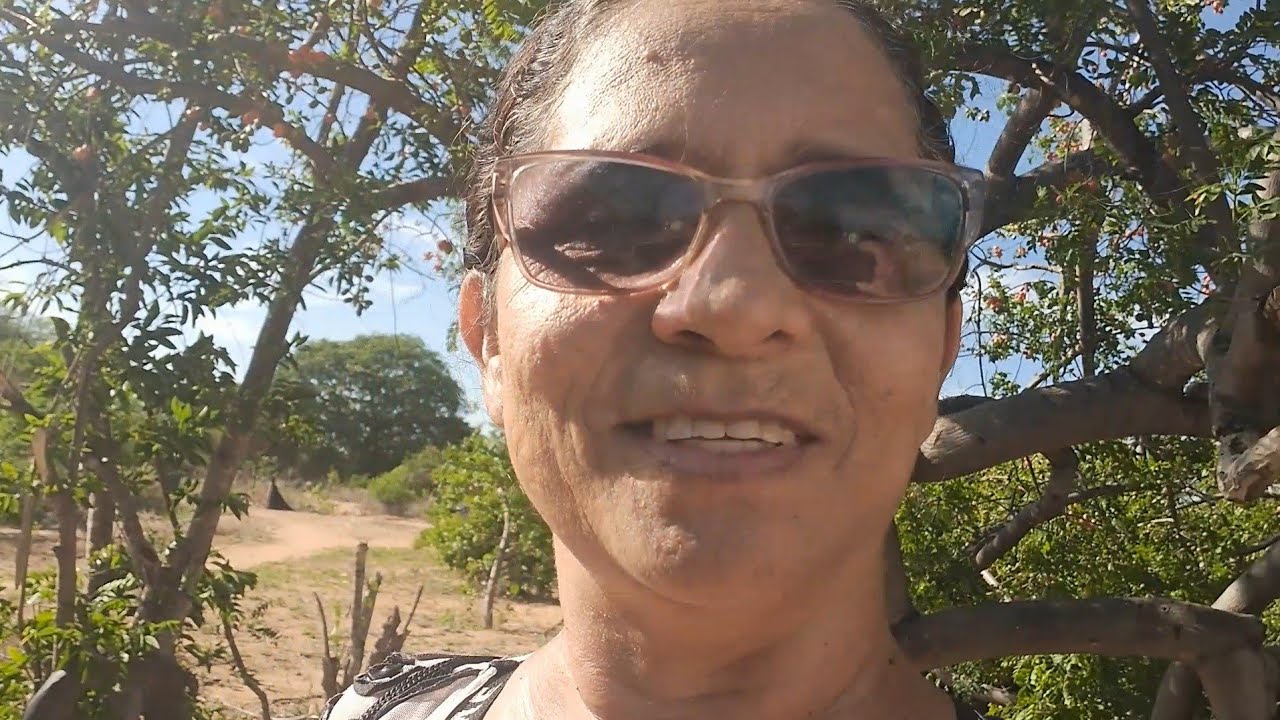 Muita ciriguela em Mamoeiro Sertão Nordestino 