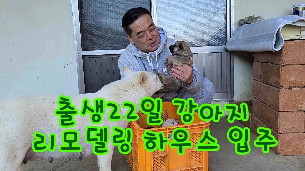 친환경 리모델링 황토집으로 옮겨온 강아지들 반응