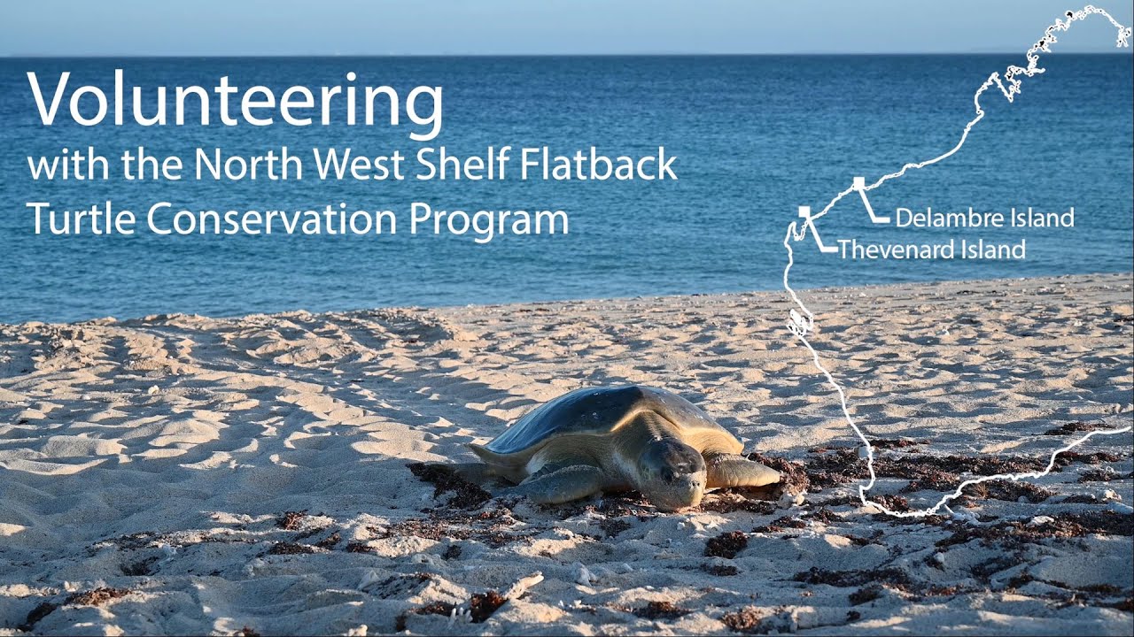 Volunteers show what&rsquo;s involved in annual turtle monitoring on two islands off WA&rsquo;s coast