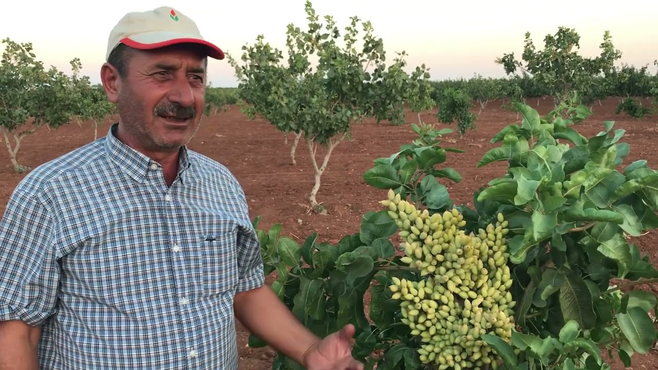 Tuncer Tiryaki - Örnek Bir Fıstık Üreticisi - Gaziantep