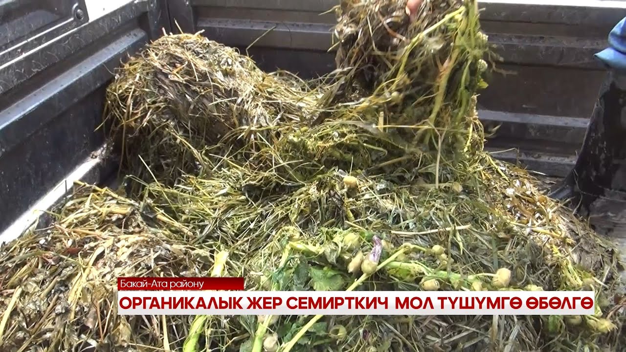 ОРГАНИКАЛЫК ЖЕР СЕМИРТКИЧ  МОЛ ТҮШҮМГӨ ӨБӨЛГӨ