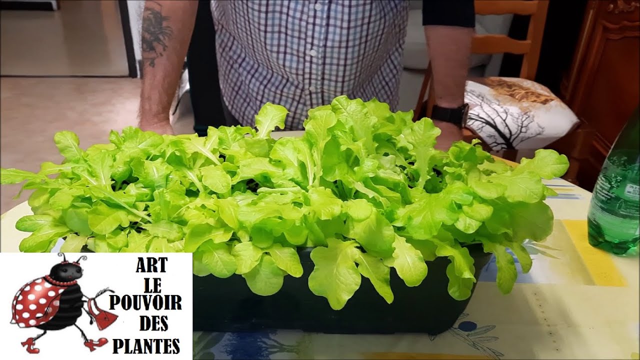 Jardinage d'intérieur: On cultive toute l'année: Semis de laitue à couper (feuille de chêne blonde)