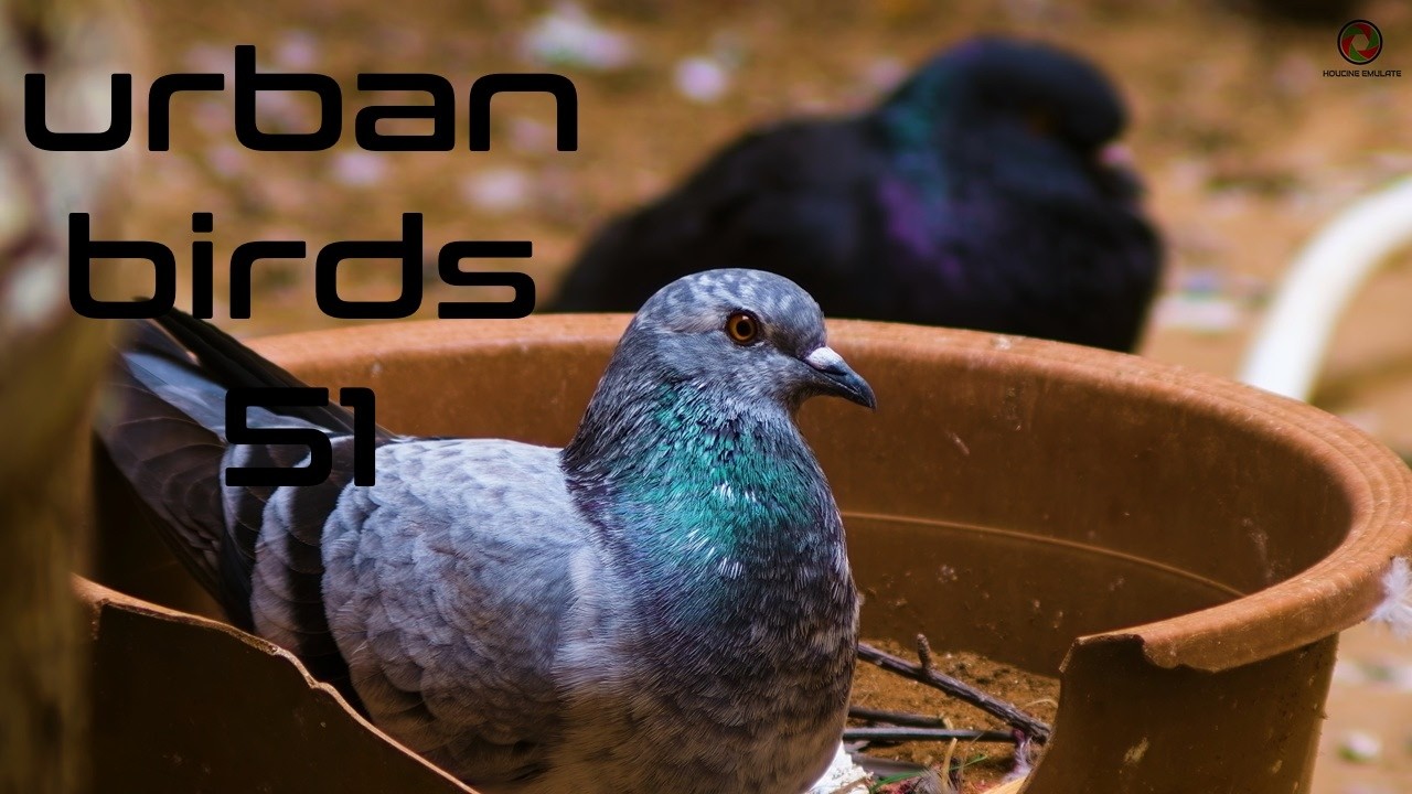 Urban Birds 51 UHD 4K (Houcine Emulate)
