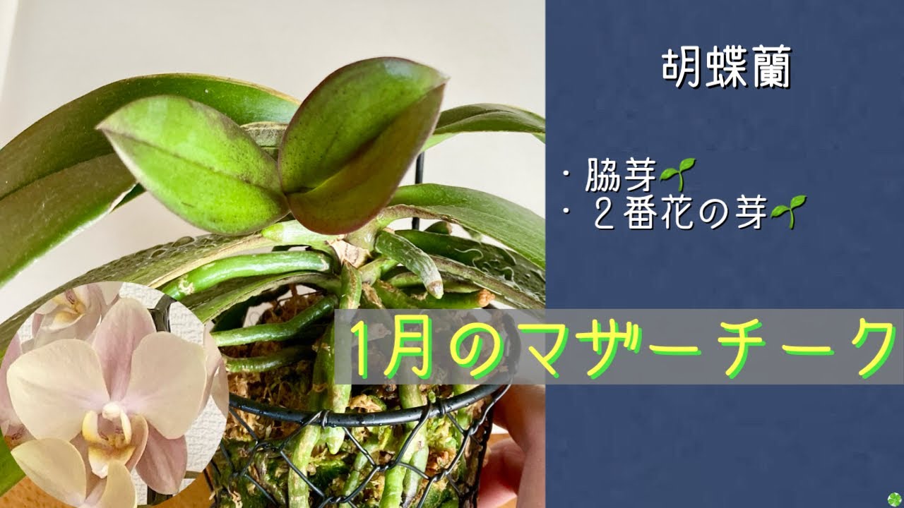 2026年1月17日　胡蝶蘭　人気の《マザーチーク》2株　脇芽🌱の成長と花茎に２番花？　カゴにスッポリ水苔植え→根っこが元気　