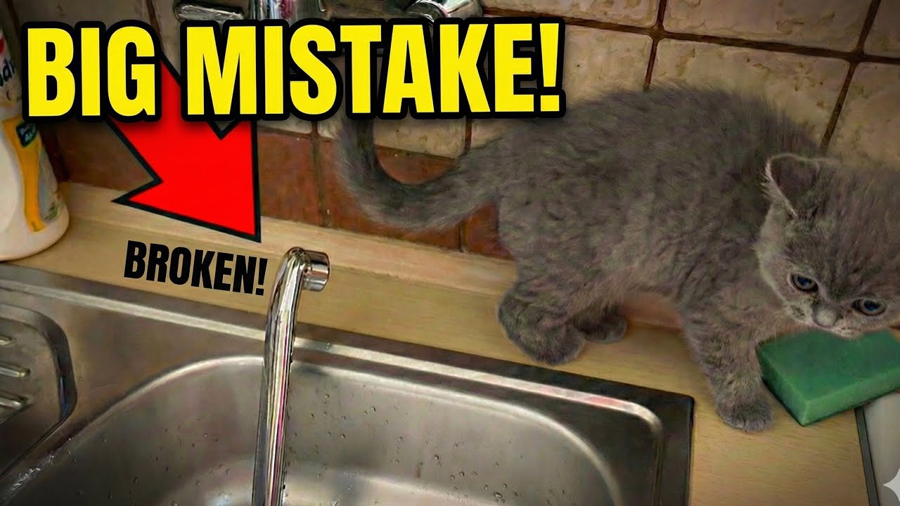 My Kitten Paid $1 to Enter... INSTANT REGRET! (He Broke It)