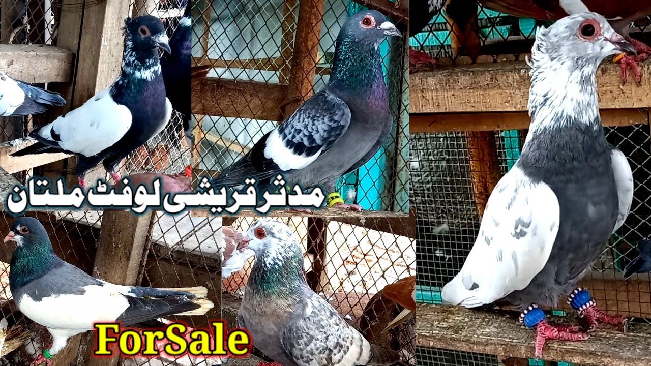 Mudassar Qureshi Loft Multan | Pigeon for Sale | Gudari Market | kabootar video