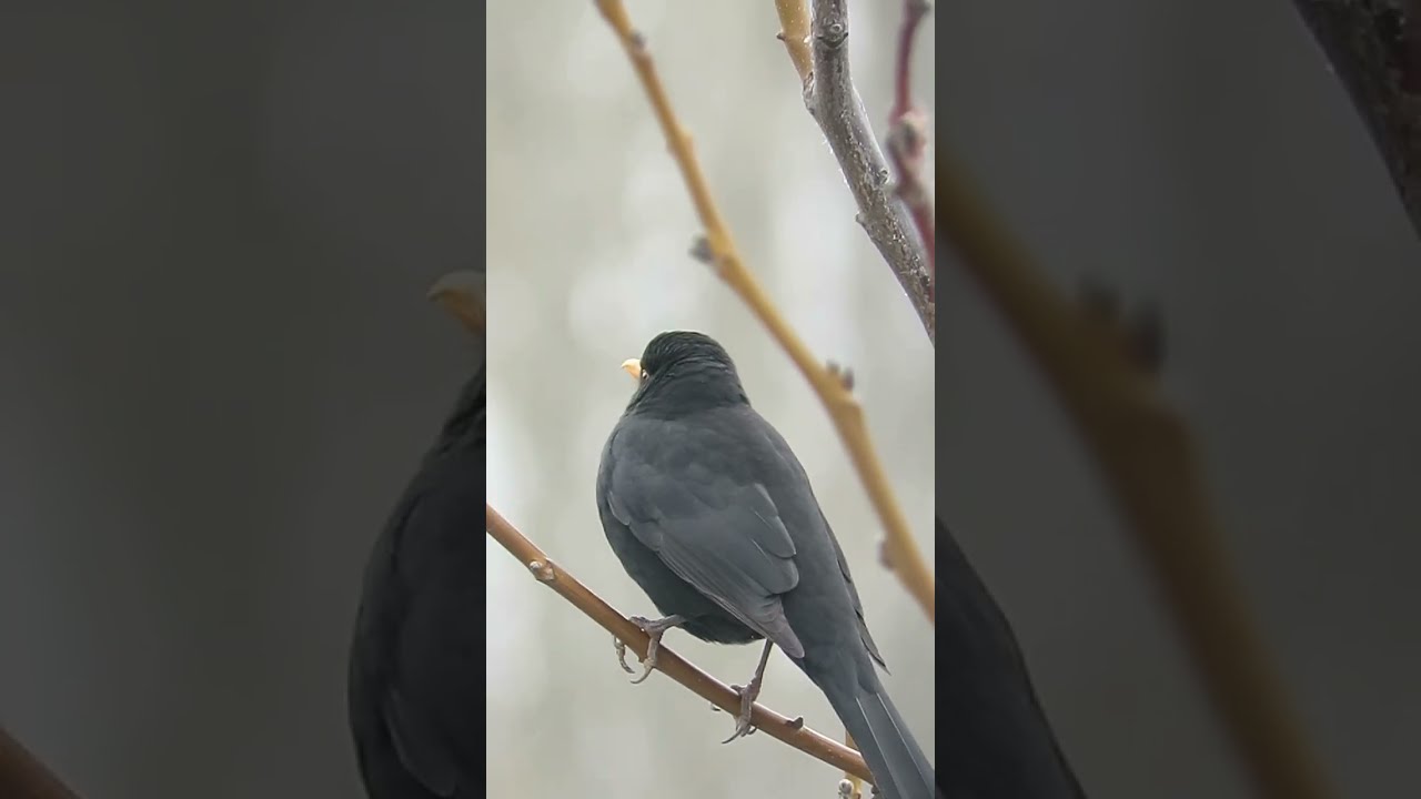 Üşüyen kuşlara üzüm iyi geldi .