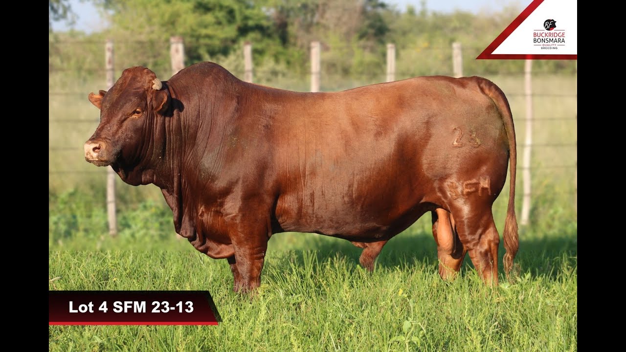 Buckridge Bonsmaras produksieveiling 2026 | Lot 4 SFM 23-13