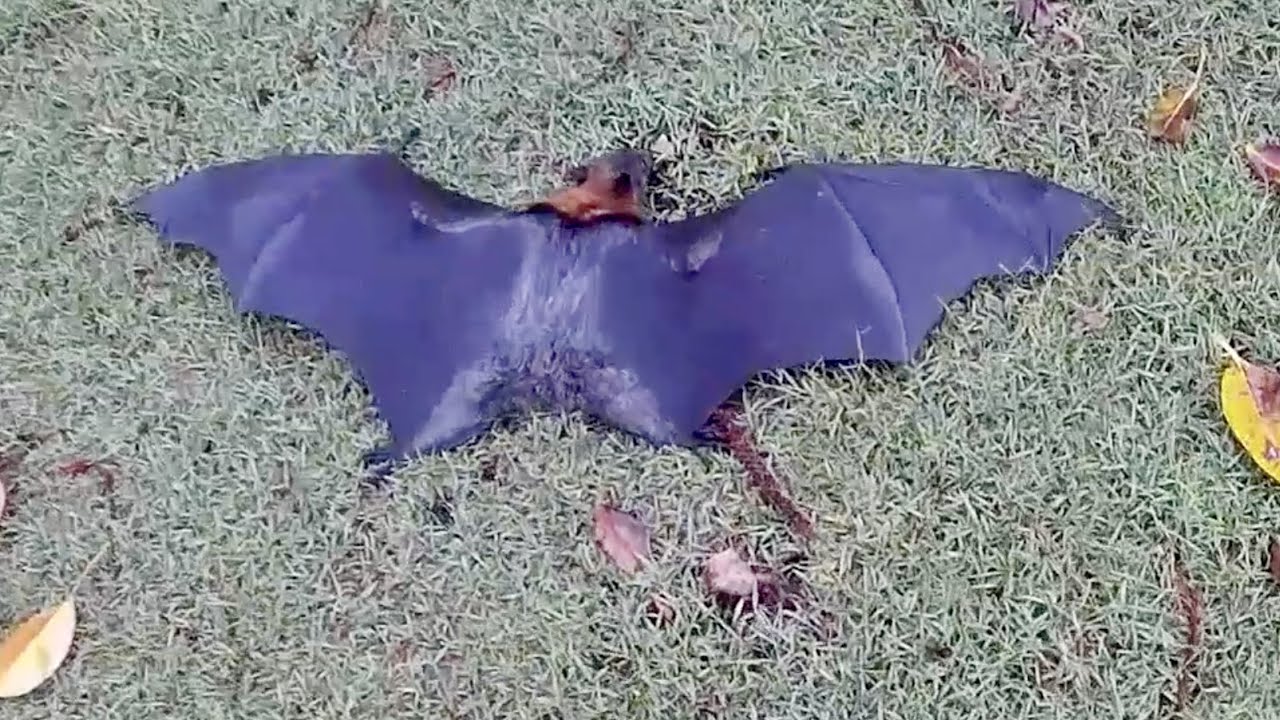 Hard releasing a flying-fox;  Myrtle fails her hard release