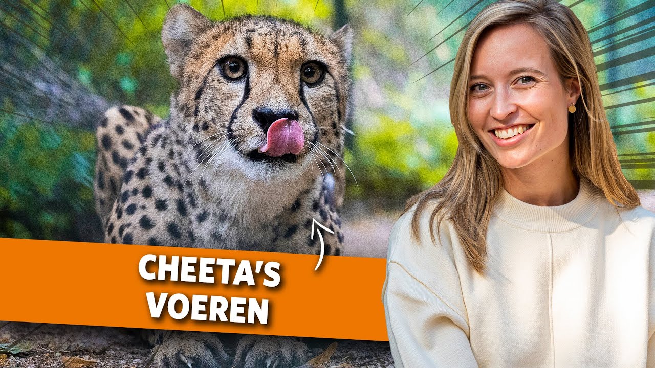 Zo voeren dierverzorgers de cheeta’s!